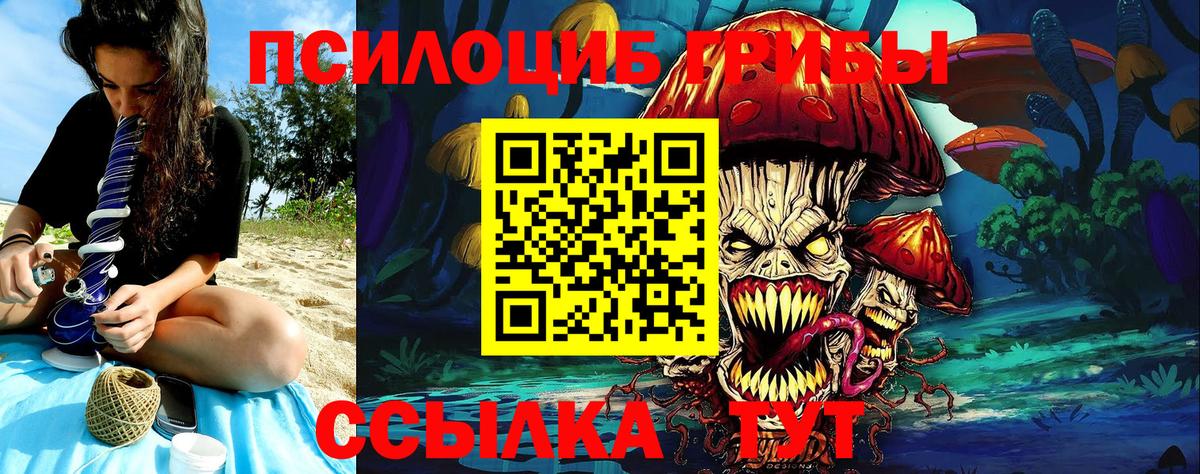 Галлюциногенные грибы Psilocybe Курчатов